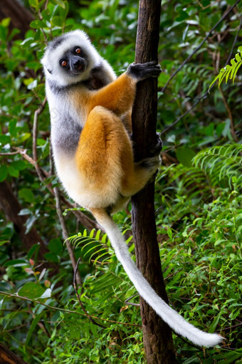 一个diademedsifaka它的自然环境的热带雨林的岛马达加斯加diademedsifaka它的自然环境的热带雨林的岛马达加斯加