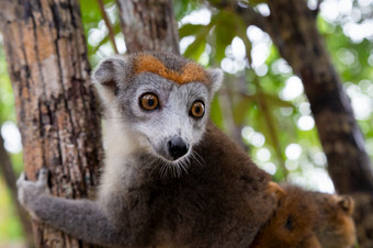 的皇冠狐猴树的热带雨林马达加斯加皇冠狐猴树的热带雨林马达加斯加