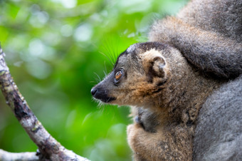 的肖像棕色（的）狐猴的热带雨林马达加斯加肖像棕色（的）狐猴的热带雨林马达加斯加