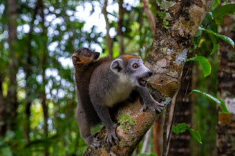 的皇冠狐猴树的热带<strong>雨林</strong>马达加斯加皇冠狐猴树的热带<strong>雨林</strong>马达加斯加