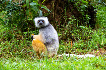 一个diademedsifaka它的自然环境的热带雨林的岛马达加斯加diademedsifaka它的自然环境的热带雨林的岛马达加斯加