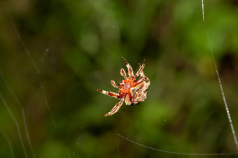 蜘蛛编织它的网络的热带雨林蜘蛛编织它的网络的热带雨林