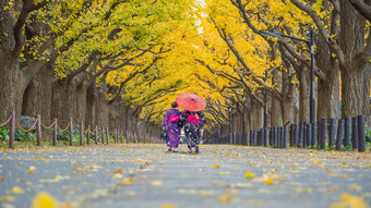 亚洲旅行者和服传统的衣服走行黄色的银杏树秋天东京日本
