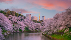 chidorigafuchi公园在的春天季节与樱花东京日本