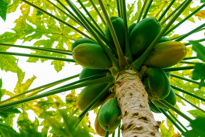 木瓜树皇冠与水果拍摄从的地面自然热带新鲜的水果日益增长的木瓜树皇冠与水果拍摄从的地面自然热带新鲜的水果日益增长的