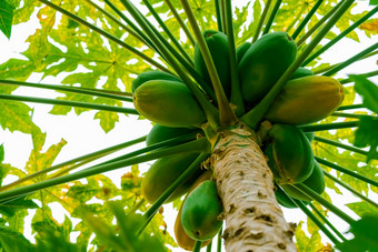 木瓜树皇冠与<strong>水果</strong>拍摄从的地面自然热带新鲜的<strong>水果</strong>日益增长的木瓜树皇冠与<strong>水果</strong>拍摄从的地面自然热带新鲜的<strong>水果</strong>日益增长的