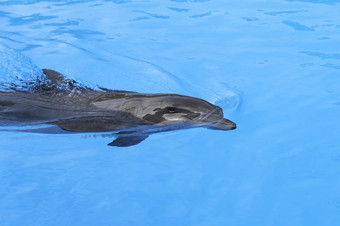 海豚游泳的蓝色的水特写镜头海豚头聪明的哺乳动物的池宽吻海豚海豚海豚游泳的蓝色的水特写镜头海豚头聪明的哺乳动物的池宽吻海豚海豚