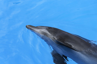 海豚游泳的蓝色的水特写镜头海豚头聪明的哺乳动物的池宽吻海豚海豚海豚游泳的蓝色的水特写镜头海豚头聪明的哺乳动物的池宽吻海豚海豚