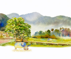 绘画水彩景观水牛玉米田和草地山农村手画插图纸白色背景美自然春天季节孤立的文本空间