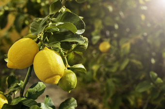 群新鲜的成熟的柠檬柠檬树分支阳光明媚的花园群新鲜的成熟的柠檬柠檬树分支阳光明媚的花园