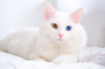 白色猫与不同的颜色眼睛土耳其安哥拉山羊毛的小猫与蓝色的和绿色眼睛谎言白色<strong>床上</strong>可爱的国内宠物色彩差异白色猫与不同的颜色眼睛土耳其安哥拉山羊毛的小猫与蓝色的和绿色眼睛谎言白色<strong>床上</strong>可爱的国内宠物色彩差异
