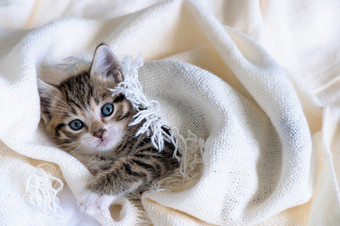 可爱的条纹小猫说谎覆盖白色光毯子床上看相机概念可爱的宠物可爱的条纹小猫说谎覆盖白色光毯子床上看相机概念可爱的宠物