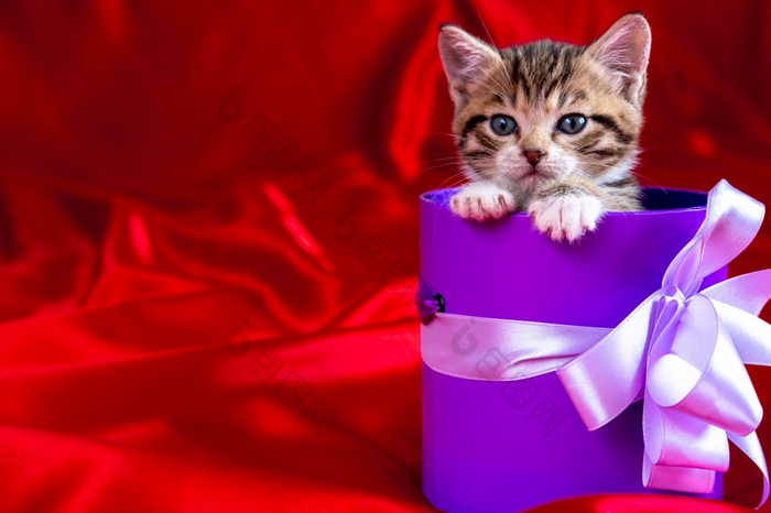 条纹小猫开业后出的礼物盒子红色的背景生日和假期条纹小猫开业后出的礼物盒子红色的背景生日和假期