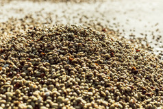 咖啡豆子是干燥咖啡农场