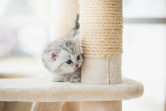 可爱的波斯小猫玩猫塔