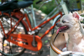 狗可爱的米色颜色混合品种与shih-tzu波美拉尼亚的和贵宾犬自行车篮子古董风格等待为假期旅行旅行狗可爱的自行车篮子等待为旅行
