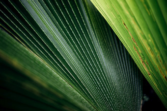 绿色植物背景绿色颜色自然植物和叶环境绿色植物概念绿色植物背景自然植物和叶