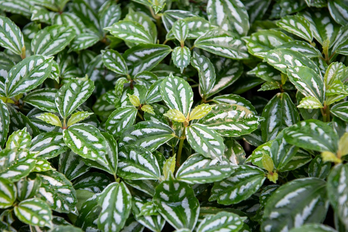 绿色植物背景绿色颜色自然植物和叶环境绿色植物概念绿色植物背景自然植物和叶