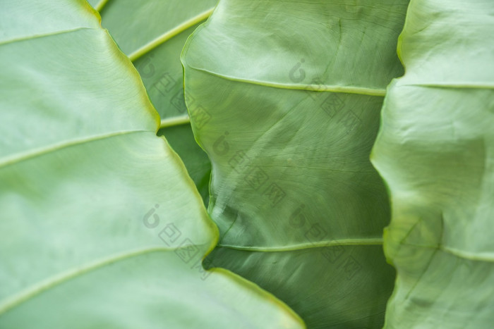 绿色植物背景绿色颜色自然植物和叶环境绿色植物概念绿色植物背景自然植物和叶