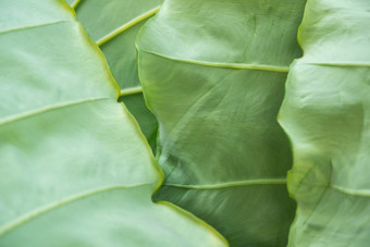 绿色植物背景绿色颜色自然植物和叶环境绿色植物概念绿色植物背景自然植物和叶