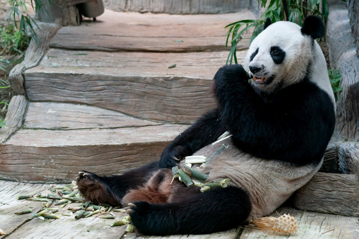 巨大的熊猫吃竹子的公园