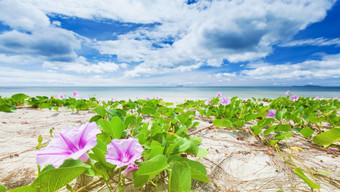 盛开的早....荣耀花热带海滩阳光明媚的夏天明亮的云和光蓝色的天空的背景焦点早....荣耀花