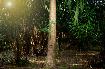 沉香木树果园花园日出沉香木液体黄金农业东南亚洲焦点沉香木树