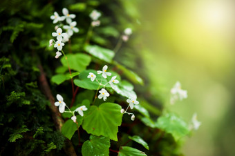 盛开的白色开花<strong>秋海棠</strong>属植物的树树干热带热带雨林新鲜的和郁郁葱葱的<strong>秋海棠</strong>属植物古老的热带热带雨林日出焦点<strong>秋海棠</strong>属植物花