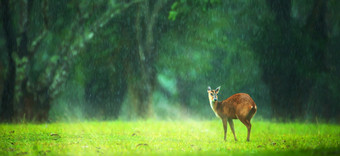 小小鹿放松的绿色草原的雨淋浴考县Yai国家公园泰国联合国教科文组织世界遗产网站焦点的小鹿rsquo头