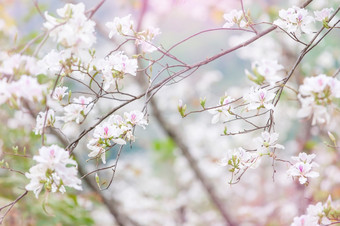 盛开的白色紫荆花杂色兰<strong>花树</strong>夏天华丽的白色花瓣与紫色的和粉红色的点兰<strong>花树</strong>花模糊的背景焦点花瓣