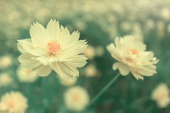 特写镜头黄色的宇宙花早期光黄色的宇宙花完整的布鲁姆软焦点黄色的花瓣