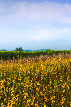 景观松恩麻花字段完整的布鲁姆明亮的黄色的花字段和草花是布鲁姆蓝色的天空和白色云的背景焦点黄色的花