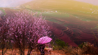 旅游走与他的<strong>宠物</strong>的山盛开的桃子樱桃花的前景小麦梯田的<strong>背景</strong>东川中国焦<strong>点宠物</strong>