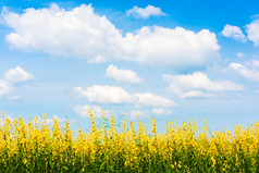 Cloudscape景观松恩麻黄色的花字段完整的布鲁姆明亮的白色云的蓝色的天空的背景花字段阳光明媚的夏天放松假期假期焦点的天空