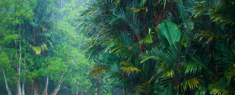 景观热带热带雨林雨季节郁郁葱葱的热带植物和cyrtostachys太平洋棕榈树红色的棕榈日益增长的的热带雨林thailand-malaysia边境焦点棕榈叶子