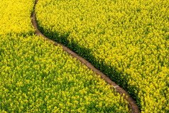 高角视图曲线污垢小道通过芥末花字段完整的布鲁姆摘要纹理和模式芥末黄色的花农村中国焦点花