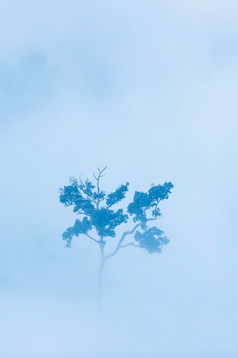 空中视图大树的早....雾绿色树站独自一人热带热带雨林环境气候改变概念软焦点的树