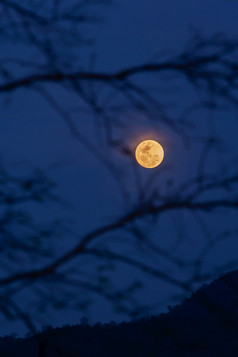 完整的月亮照通过无叶的树分支机构荒野黄昏蓝色的天空和山模糊的背景焦点月亮