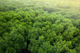 空中视图绿色红树林森林树冠绿色皇冠树冠分支机构和树叶红树林树环境气候改变自然概念焦点树树冠