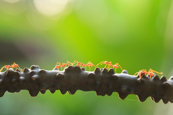韦弗蚂蚁绿色蚂蚁走和传输社会信号的分支春天季节橙色透明的蚂蚁特写镜头<strong>绿色背景</strong>