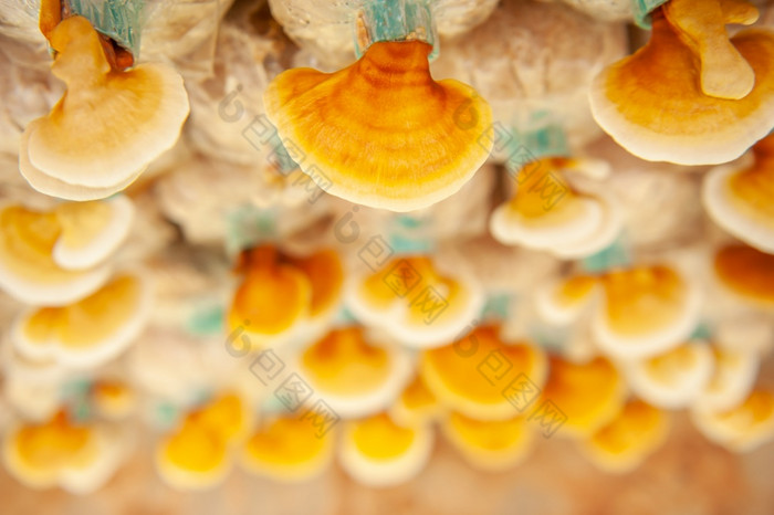 新鲜的灵芝蘑菇灵芝清明的灵芝蘑菇农场中国人传统的医学软阳光浅部门场特写镜头前视图背景纹理