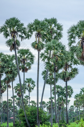 棕榈树和场沿着的路边附近金边在金边柬埔寨象征柬埔寨文化国家象征棕榈树激励骄傲和利润的传统的景观视图农村生活