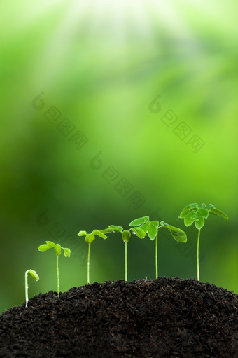 绿色年轻的热带植物成长肥沃的土壤的多雨的季节植物幼苗发芽过程植物根子叶和叶绿色模糊的背景