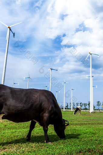 的景观乳制品农场和风能源谷牛放牧绿色草原云的蓝色的天空的背景清洁能源概念