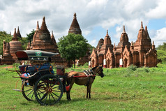 马画马车游客开车沿着前面的古老的寺庙蒲甘缅甸