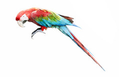色彩斑斓的colorwater画金刚鹦鹉鸟背景