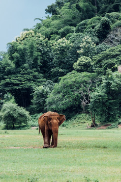 亚洲大象自然深森林泰国