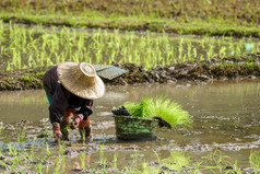 亚洲农民移植大米幼苗大米场农民