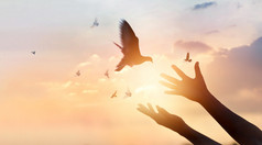 女人祈祷和免费的鸟享受自然日落背景希望概念