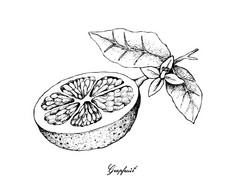 水果插图手画草图葡萄柚水果孤立的白色背景至关重要的营养为生活与维生素